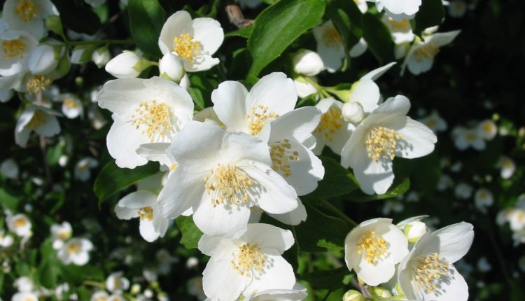 کشت گل&zwnj;های خوشبو نسترن در مرودشت