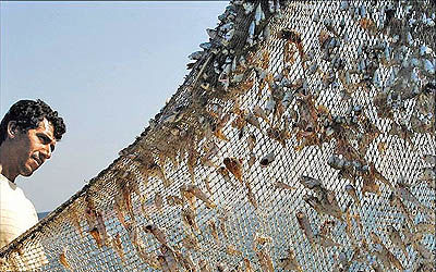 ممنوعیت صید و فروش ماهیان رودخانه‌ای از ۱۵ اسفند در خوزستان