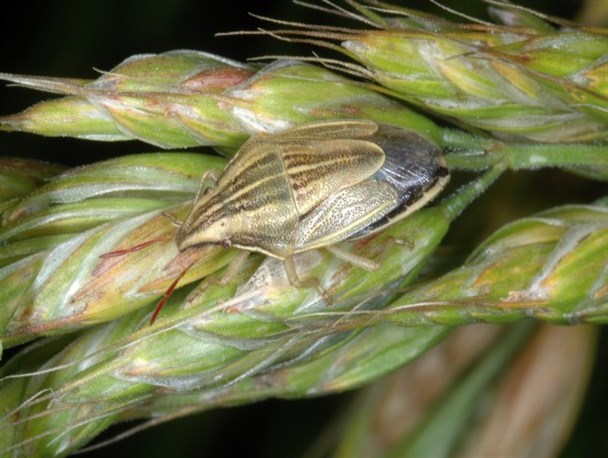 آغاز عملیات مبارزه با پوره سن در  تایباد