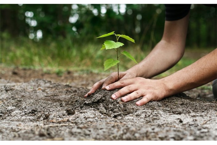 غرس نهال در ۵ هکتار از عرصه‌های منابع طبیعی لنده