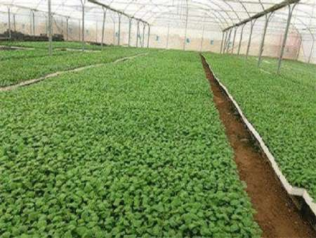 آغاز تولید نشای کشت جالیزی در تایباد آغاز تولید نشای کشت جالیزی در تایباد