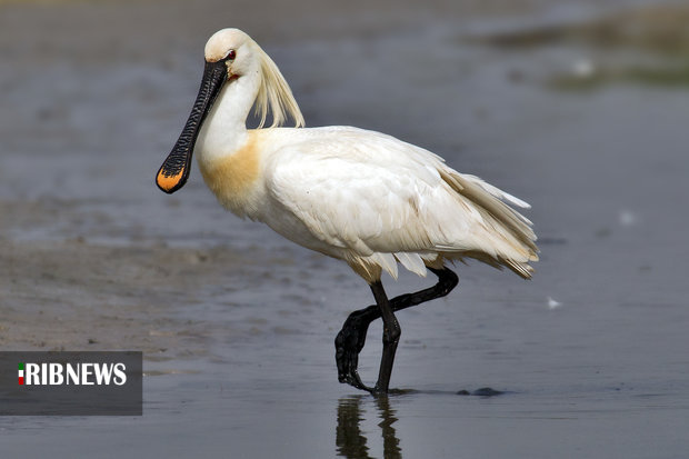 فرود پرنده کفچه نوک در رودخانه قشلاق سنندج فرود پرنده کفچه نوک در رودخانه قشلاق سنندج