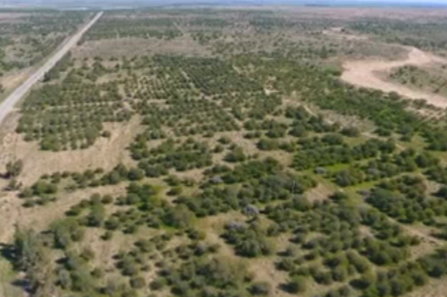 توسعه جنگل کاری در دهلران و مهران