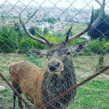 تلف شدن 6 راس مارال در تالش