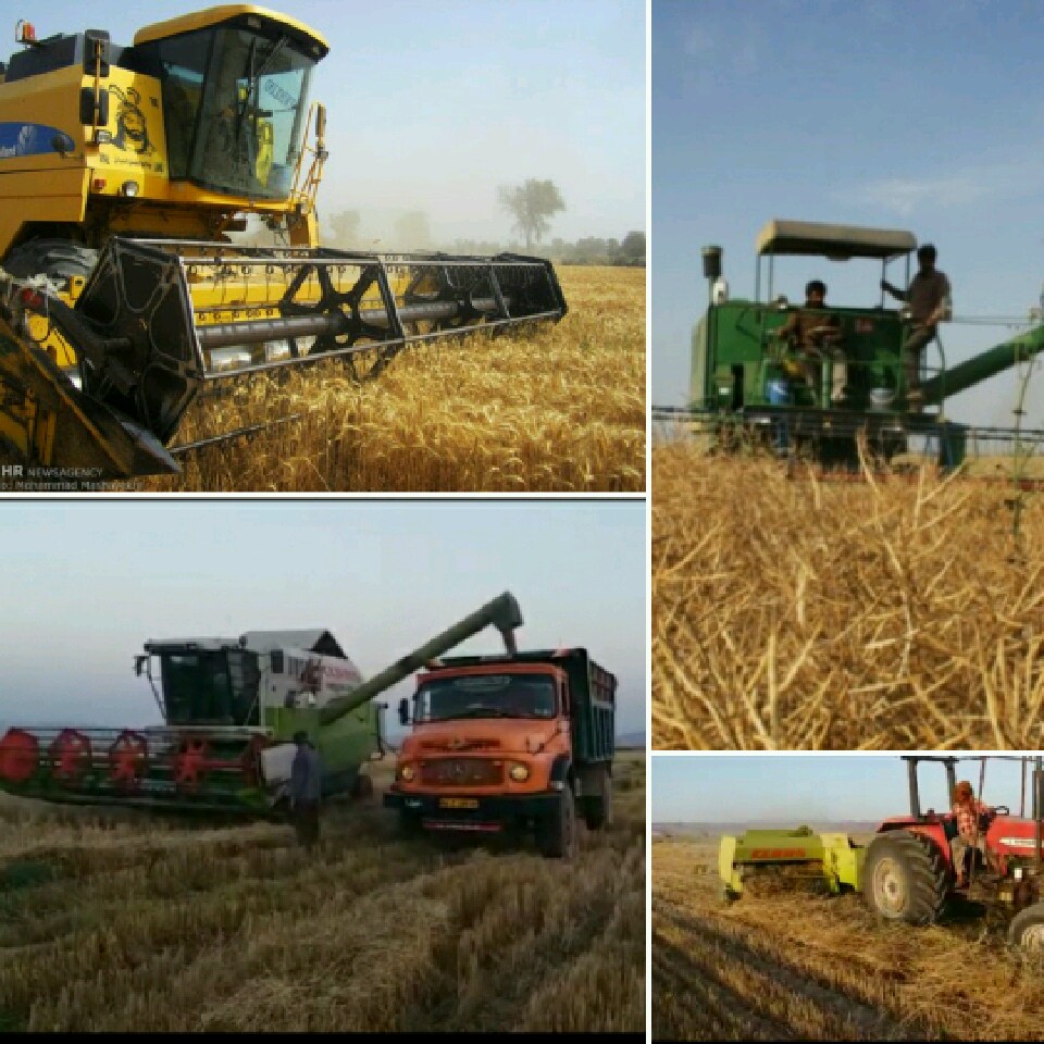 برداشت غلات درجویم