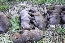 نجات شش قلاده توله شغال گرفتار در شازند نجات شش قلاده توله شغال گرفتار در شازند