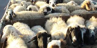 ۷۰ راس دام قاچاق در کرمانشاه کشف شد ۷۰ راس دام قاچاق در کرمانشاه کشف شد