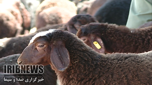 کشف 100&nbsp; راس گوسفند مسروقه &nbsp;در سلطانیه