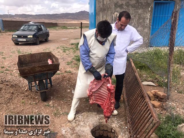 حذف ومعدوم سازی صد کیلو گوشت گاو در قاین