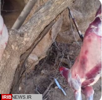 بازداشت شکارچی حرفه ای متخلف در ریگان