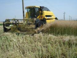 خریداری 38 هزار تن کلزا در خوزستان