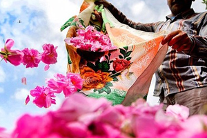 تولید ۱۰ هزار لیتر گلاب در بابل