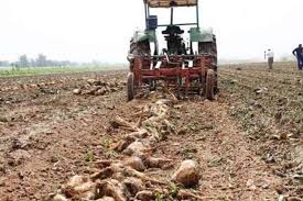 آغاز برداشت چغندرقند در شهرستان دزفول آغاز برداشت چغندرقند در شهرستان دزفول