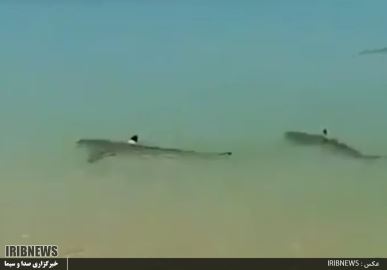 کوسه های بي خطر آبهای اطراف جزیره کیش کوسه های بي خطر آبهای اطراف جزیره کیش