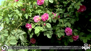 خام فروشی، بلای جان اقتصاد مقاومتی