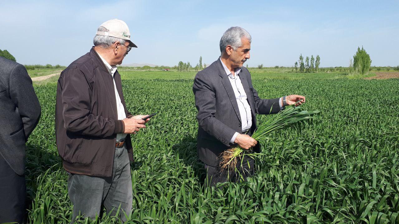 بی نیازی کشور از واردات گندم بی نیازی کشور از واردات گندم