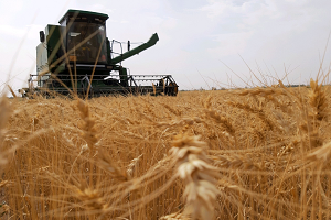 افزایش 20درصدی تولید گندم در ریگان