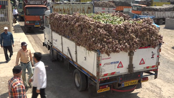 یک دل سیر گلایه از کاهش قیمت سیر