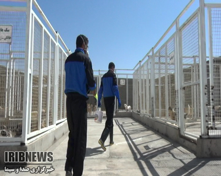 آغاز به کار نخستین مرکز نگهداری و عقیم سازی حیوانات بدون صاحب در بروجن