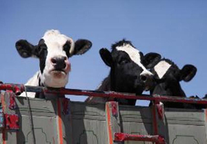 توقیف گاو&zwnj;های میلیاری در کوار