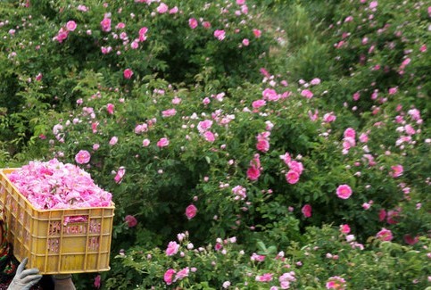 افزایش کشت گل محمدی در تربت جام