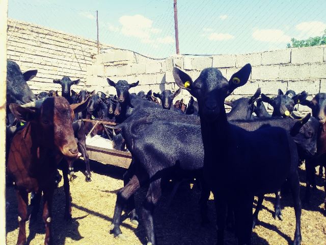 خریداری 80 رأس بز مورسیا برای اصلاح نژاد دام سبک