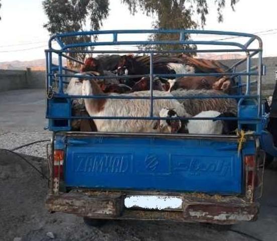 کشف گاو قاچاق درممسنی