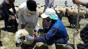 واکسیناسیون 15 هزار راس دام در نهبندان علیه بیماری آنتروتوکسمی