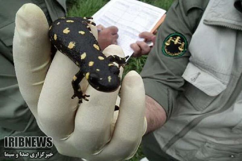 سرشماری ۵۷ حلقه سمندر کردستانی درمهاباد سرشماری ۵۷ حلقه سمندر کردستانی درمهاباد