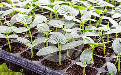 حمایت جهاد کشاورزی فارس از سرمایه‌گذاران تولید گل و گیاه و نشا گلخانه‌ای