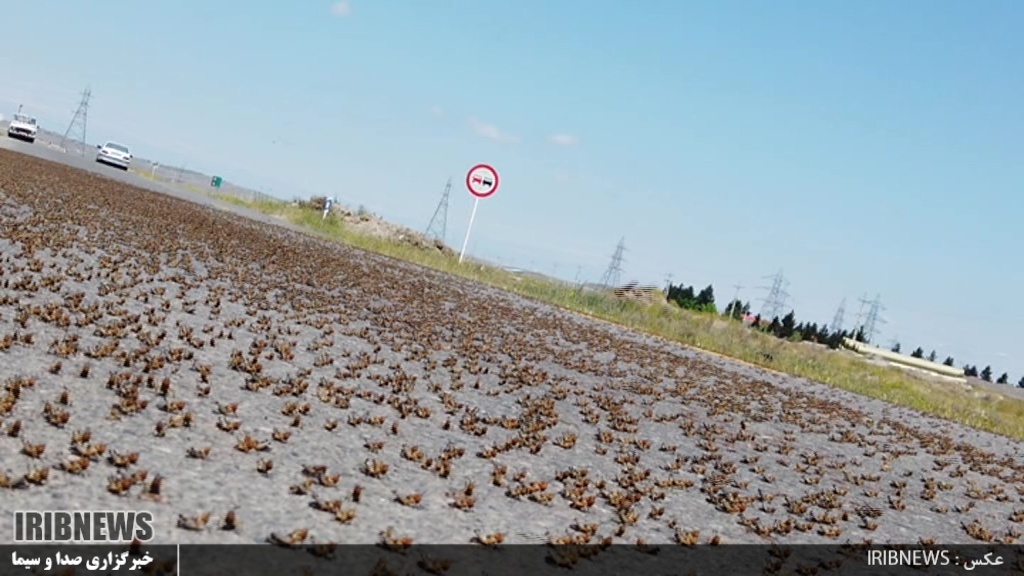 هجوم دوباره ملخ ها به مراتع و مزارع