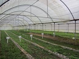 فارس پیشرو در راه اندازی گلخانه