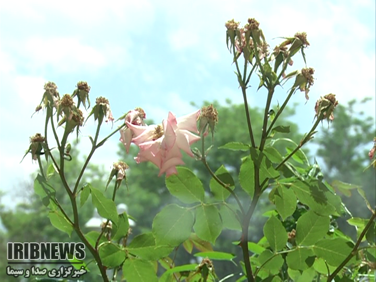 خنکی هوای &nbsp;زنجان