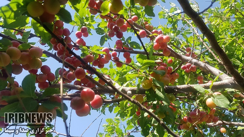 تولید 8 میوه هسته دار در خراسان جنوبی
