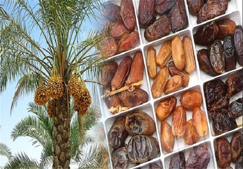 خرمای هرمزگان به بازار آمد خرمای هرمزگان به بازار آمد