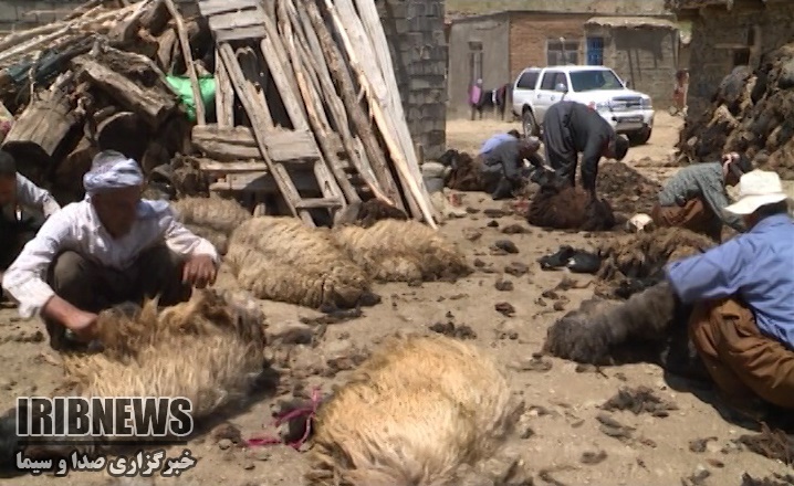 آغاز کوچ عشایر به مناطق ییلاقی مهاباد آغاز کوچ عشایر به مناطق ییلاقی مهاباد