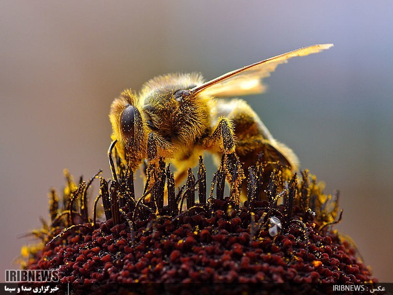 همسفر با زنبورها از کندوهای پرعسل تا گذر از موانع تولید