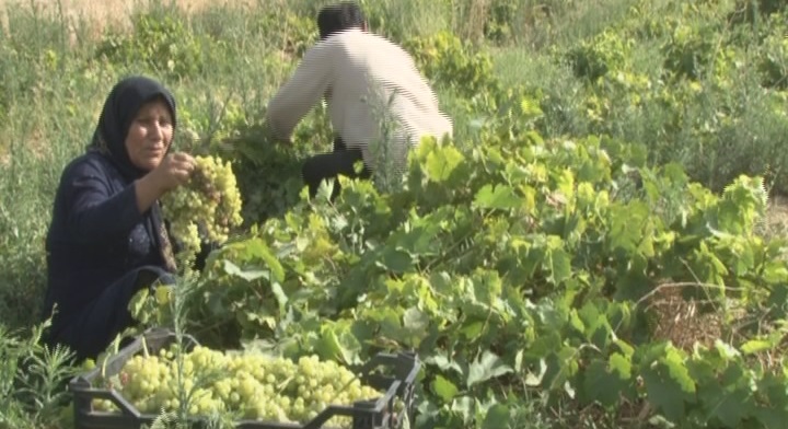 با یک گُل هم بهار می شود با یک گُل هم بهار می شود