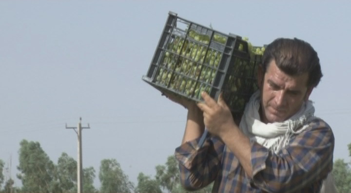 با یک گُل هم بهار می شود با یک گُل هم بهار می شود