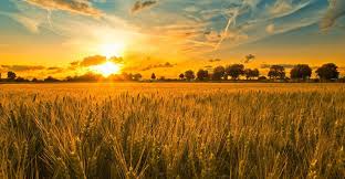 برق خوشه های طلایی در دل تفتیده کویر