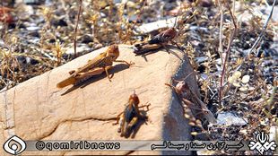 هجوم ملخ به اراضی کشاورزی قم