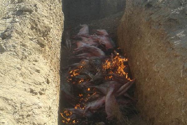 معدوم سازی لاشه‌های دام غیرقابل مصرف در خرامه