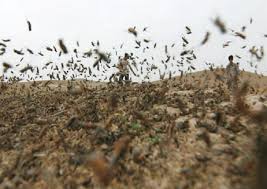 عملیات مبارزه با طغیان ملخ در 72هکتار از باغهای گناباد