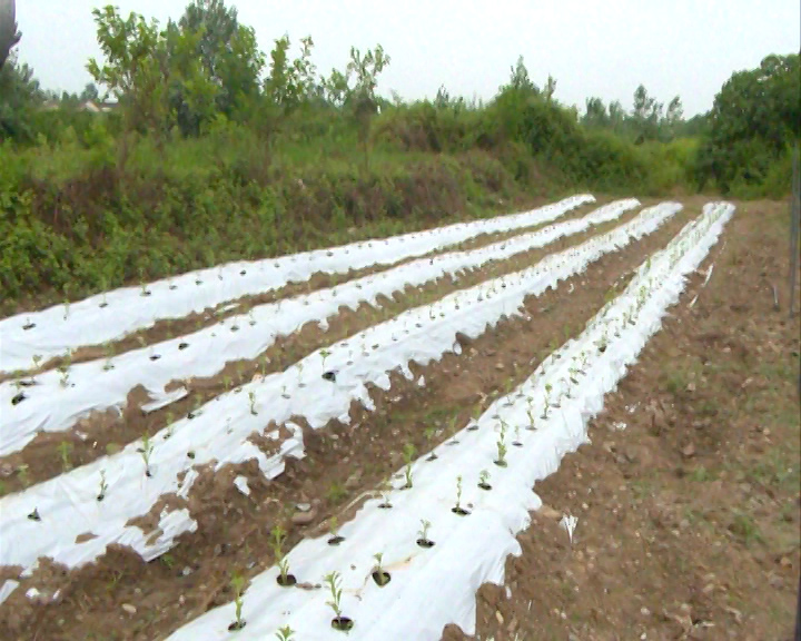 افتتاح کارگاه ارتقا گیاه استویا در رشت افتتاح کارگاه ارتقا گیاه استویا در رشت