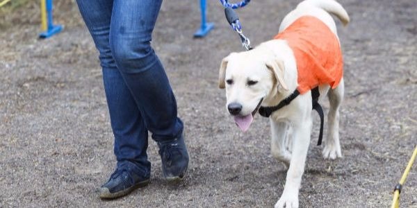 برخورد پلیس با سگ گردانی