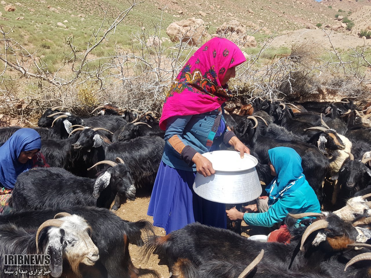 تولید 2500 تن تولیدات عشایر زیرکوه