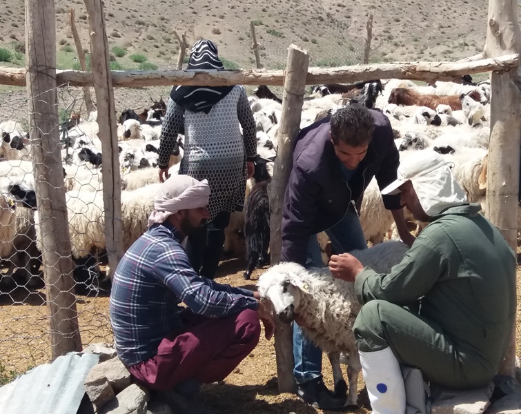 واکسیناسیون بیش از 40 هزار راس دام در مناطق مرزی نهبندان