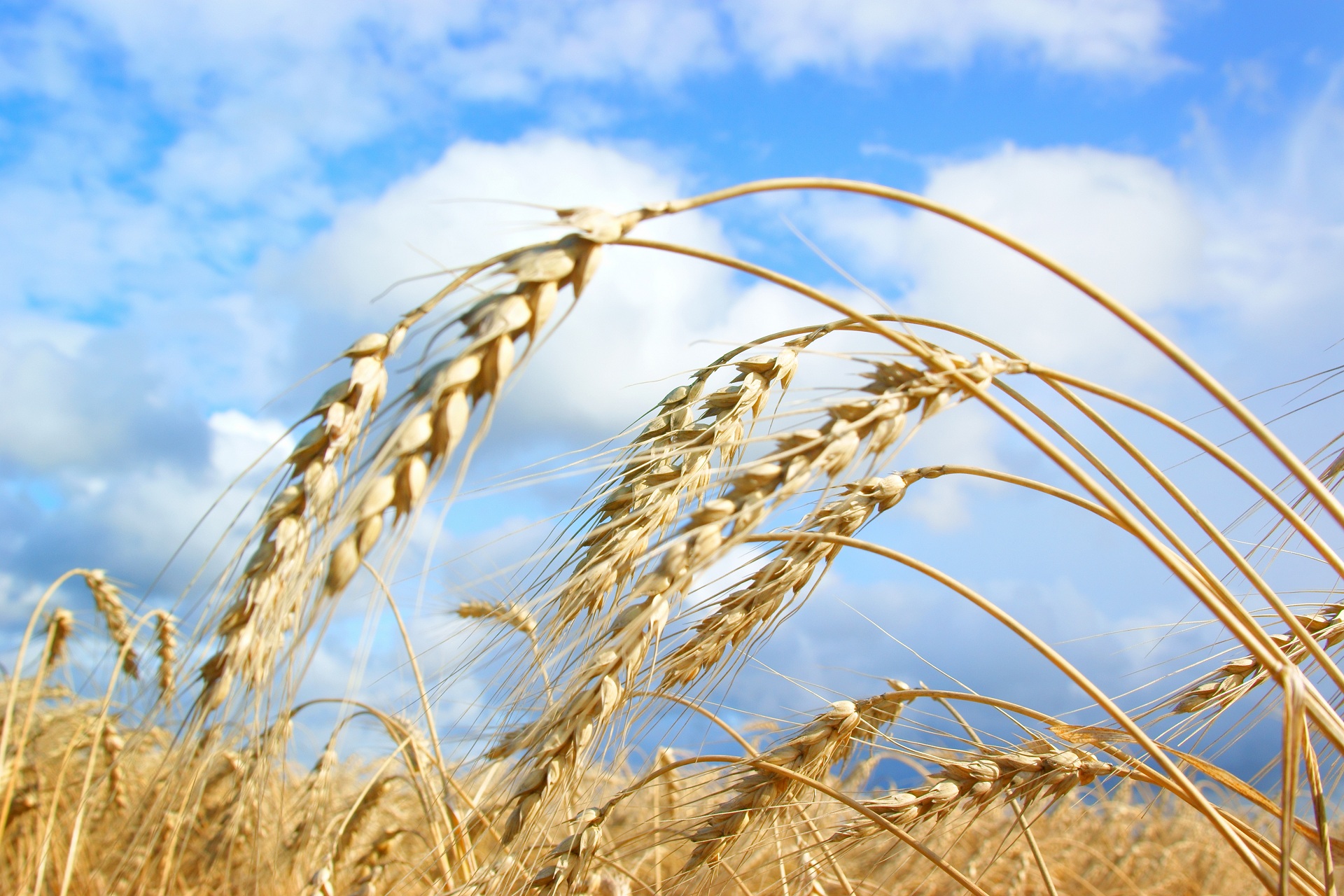 وزش باد‌های شمالی در استان قزوین