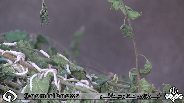 گام نخست قمی ها برای خروج از پیله واردات ابریشم