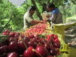 آغاز برداشت آلبالو از باغات چهارمحال و بختیاری آغاز برداشت آلبالو از باغات چهارمحال و بختیاری